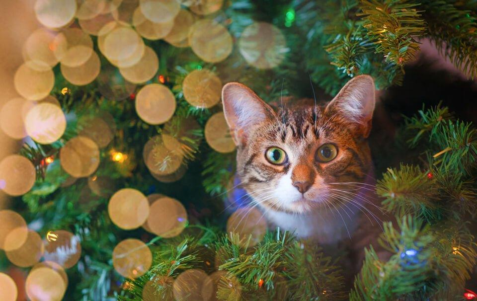 A Cat Christmas List – AllPetSolutions