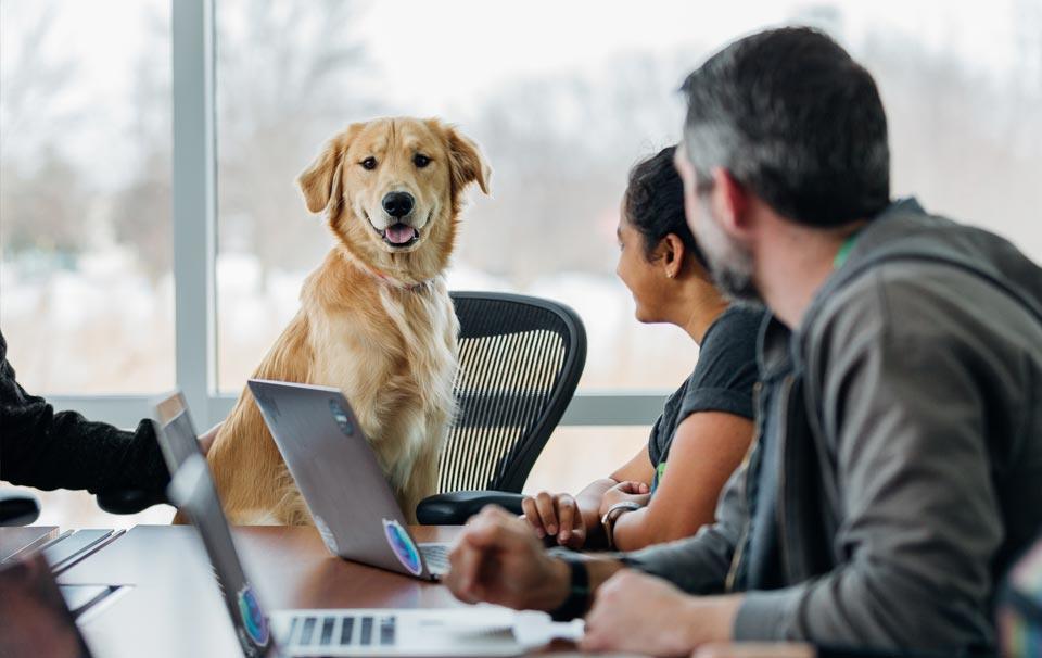 Bring your dog to work day: How to join the Fun - AllPetSolutions