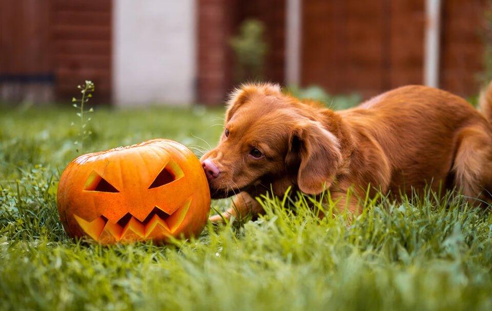 Halloween and Autumn Treats For Your Dog - AllPetSolutions