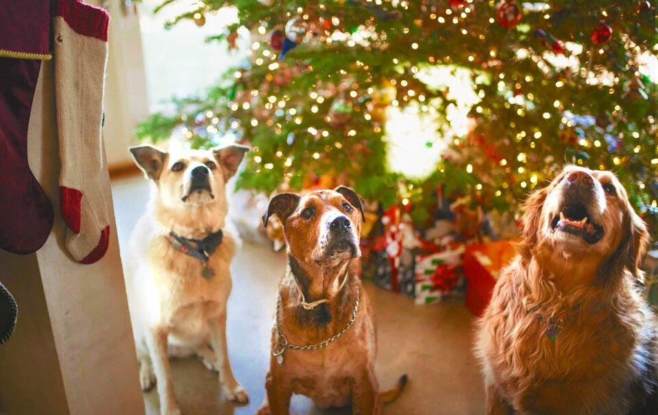 How to Dog-Proof Christmas - AllPetSolutions