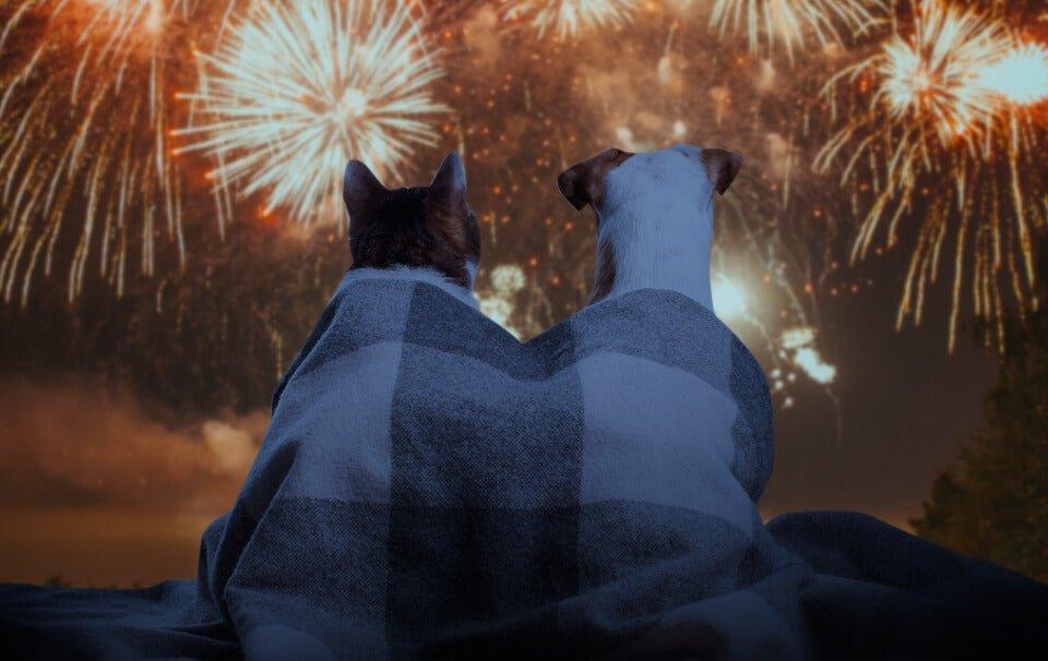 How To Keep Your Pets Safe During Fireworks – AllPetSolutions