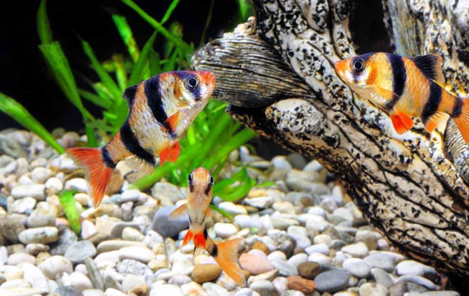 Petsolutions live fish best sale