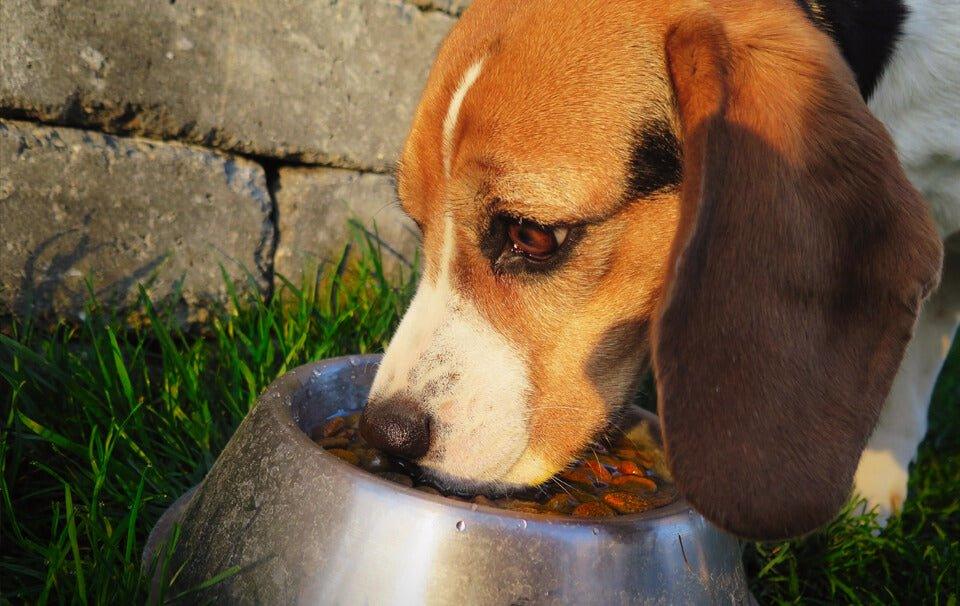 The best dog food: How to choose the right food for your canine friend - AllPetSolutions