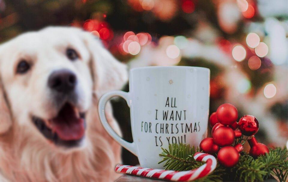 Top 10 Christmas gifts for dogs - AllPetSolutions