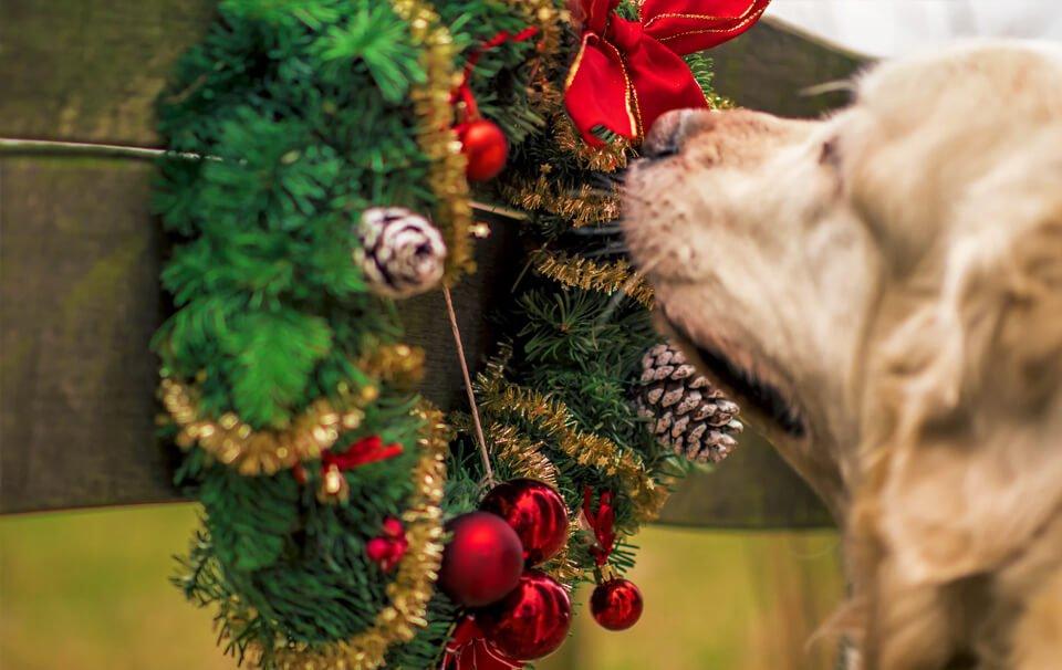 What not to feed your dog at Christmas - AllPetSolutions