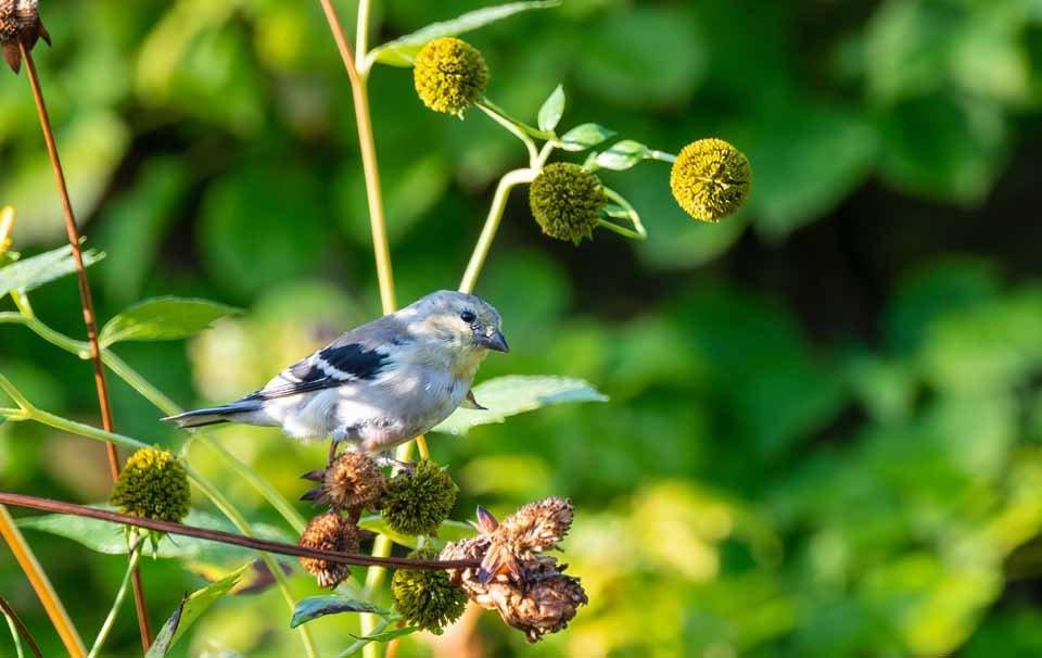 Why Do Birds Stop Coming to Feeders? AllPetSolutions