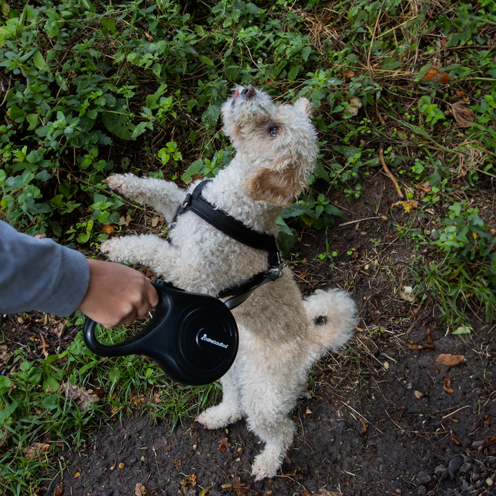 Retractable Dog Lead - Black 8M - 50KG