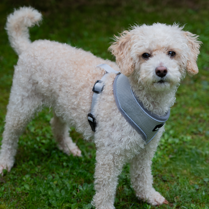 Dog Harness with Reflective Strip in Grey S/M/L/XL