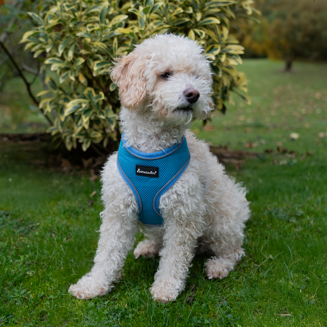 Dog Harness with Reflective Strip in Blue S/M/L/XL