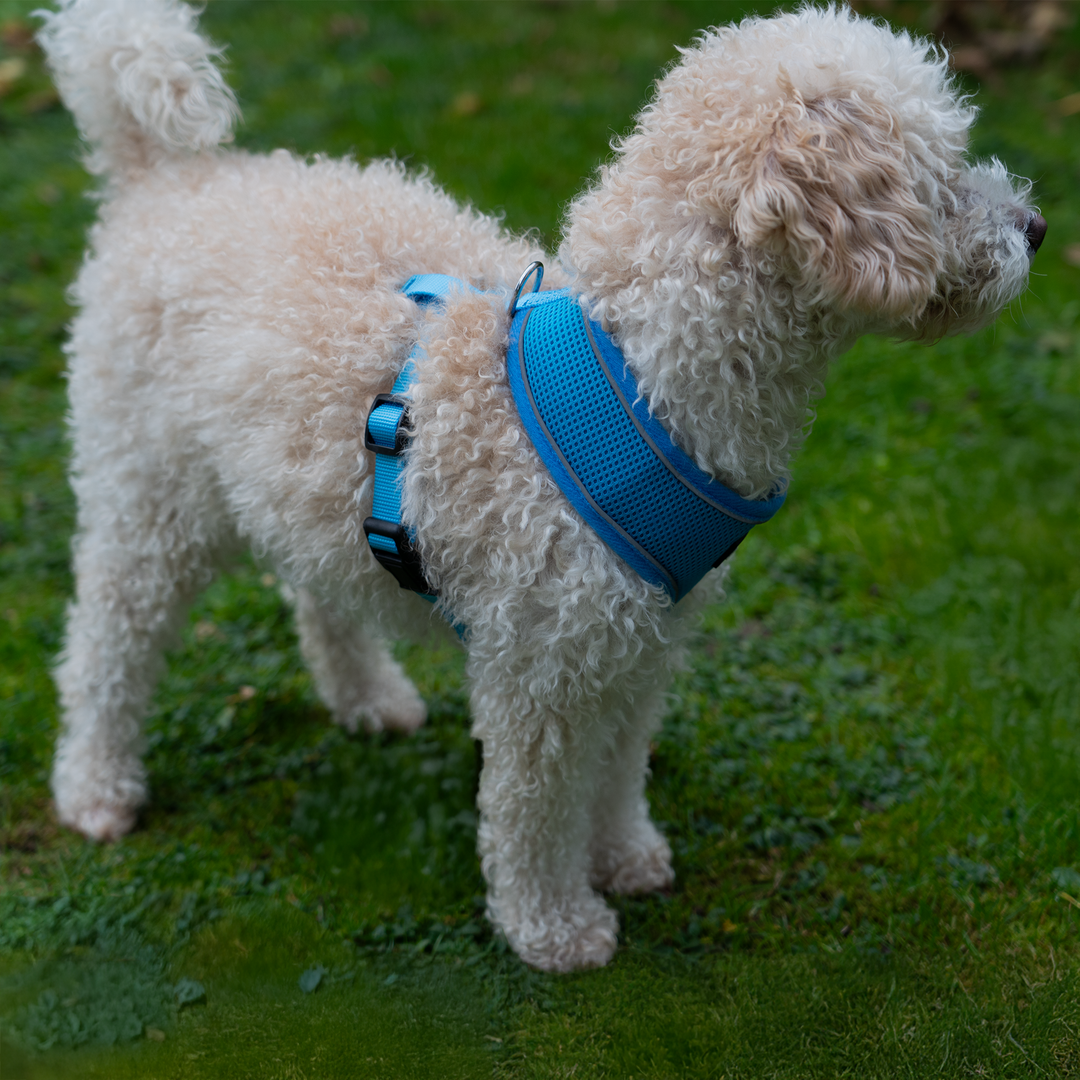 Dog Harness with Reflective Strip in Blue S/M/L/XL