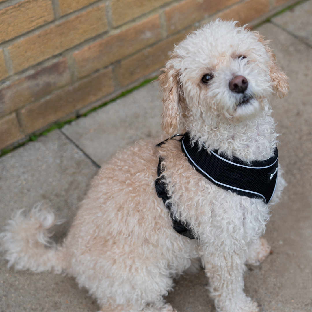 Dog Harness with Reflective Strip in Black S/M/L/XL