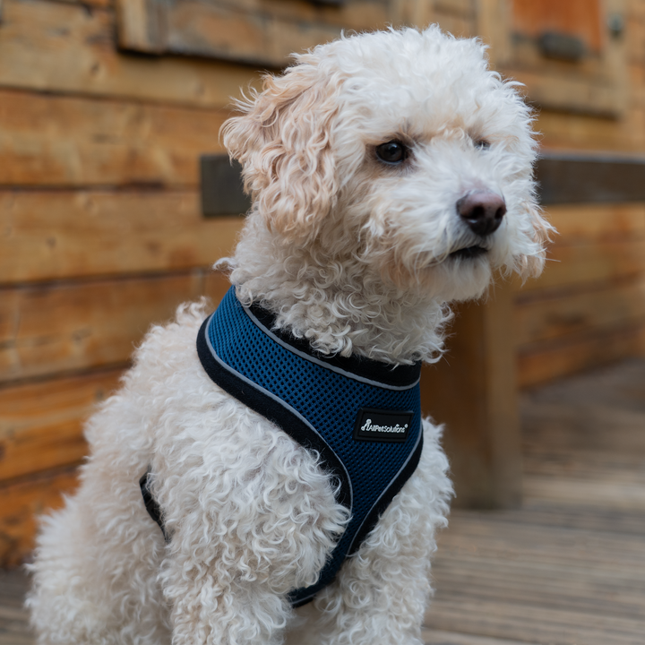 Dog Harness with Reflective Strip Navy S/M/L