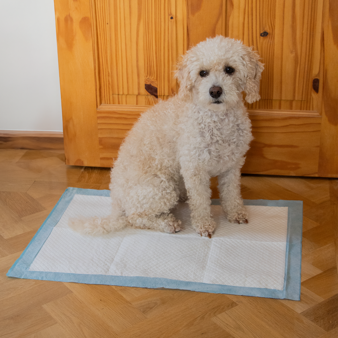 100 x Disposable Puppy Pads 60x90cm AllPetSolutions