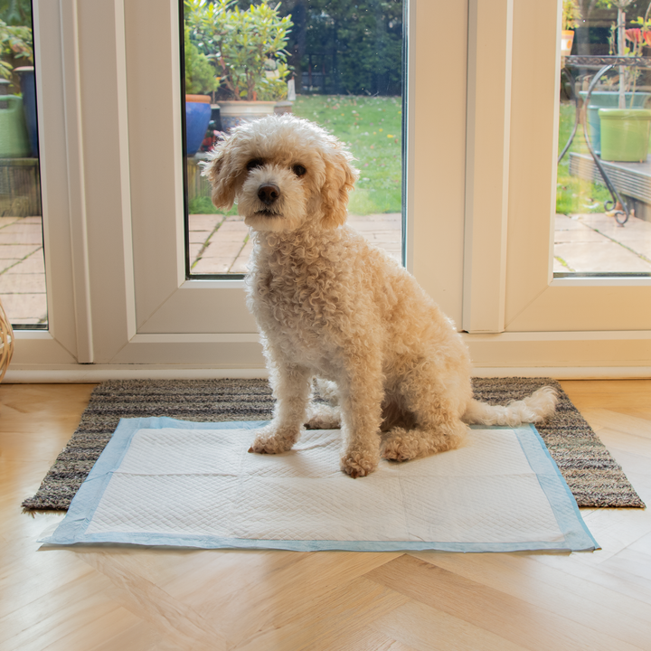 AllPetSolutions 50 x XL Disposable Puppy Pads - 60 x 90cm