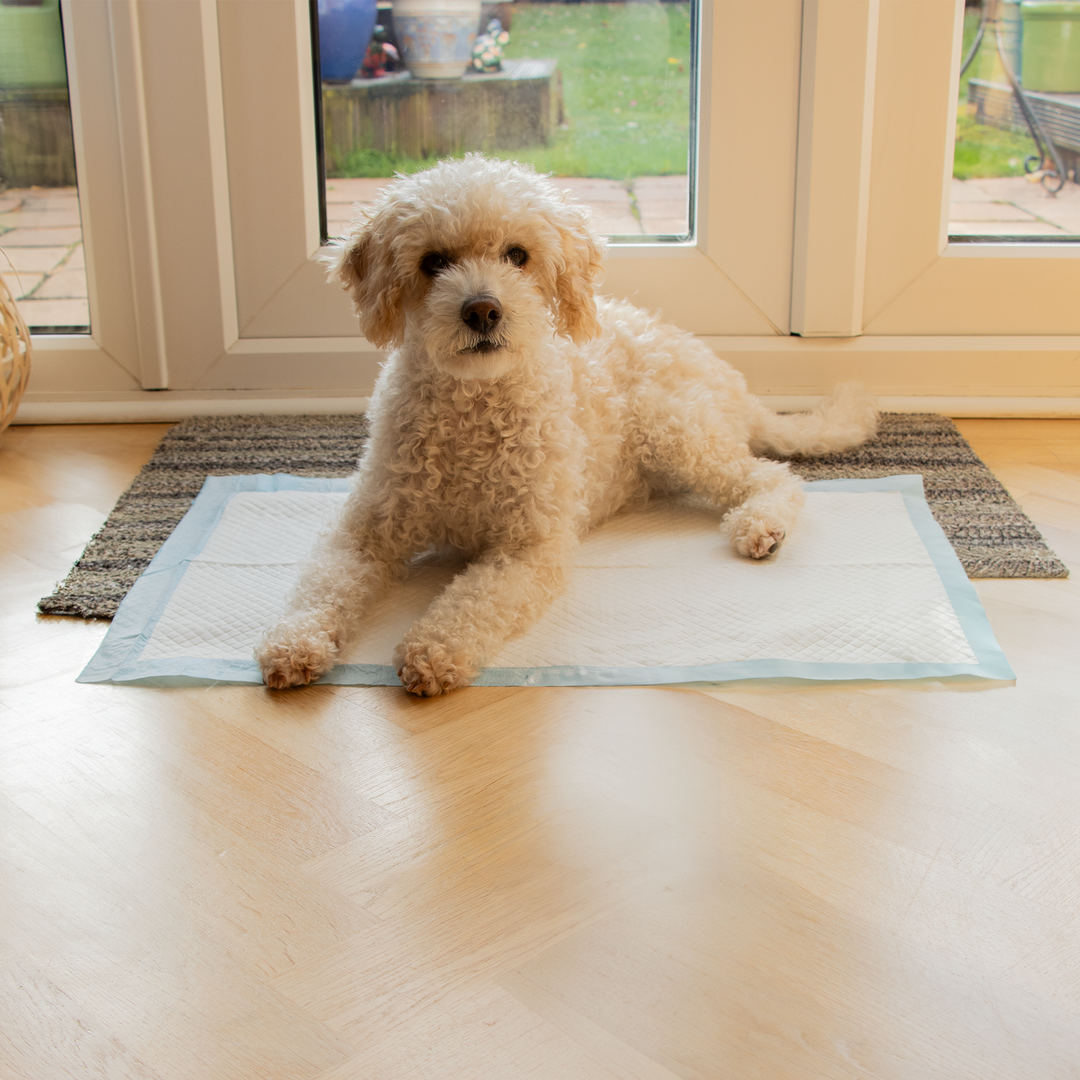 50 x Disposable Puppy Pads 60x90cm AllPetSolutions