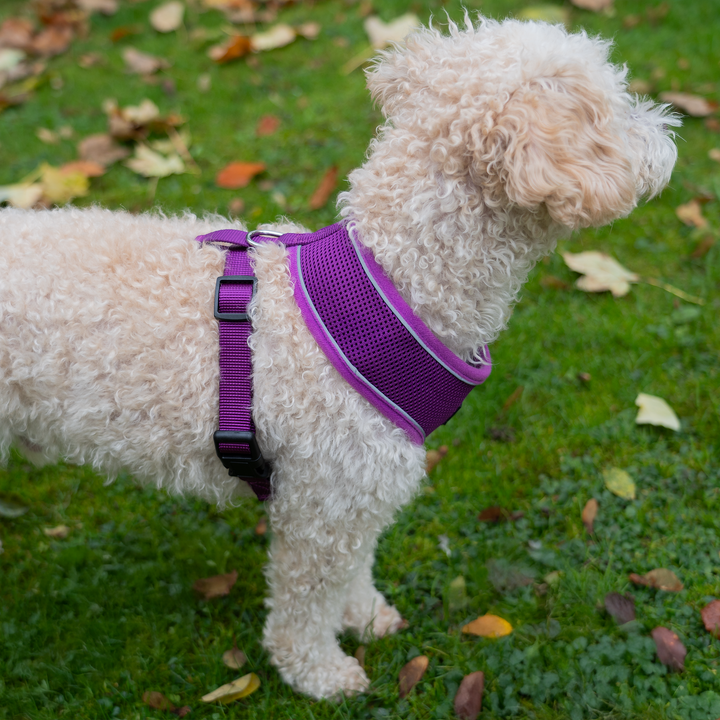 Dog Harness with Reflective Strip in Purple S/M/L/XL