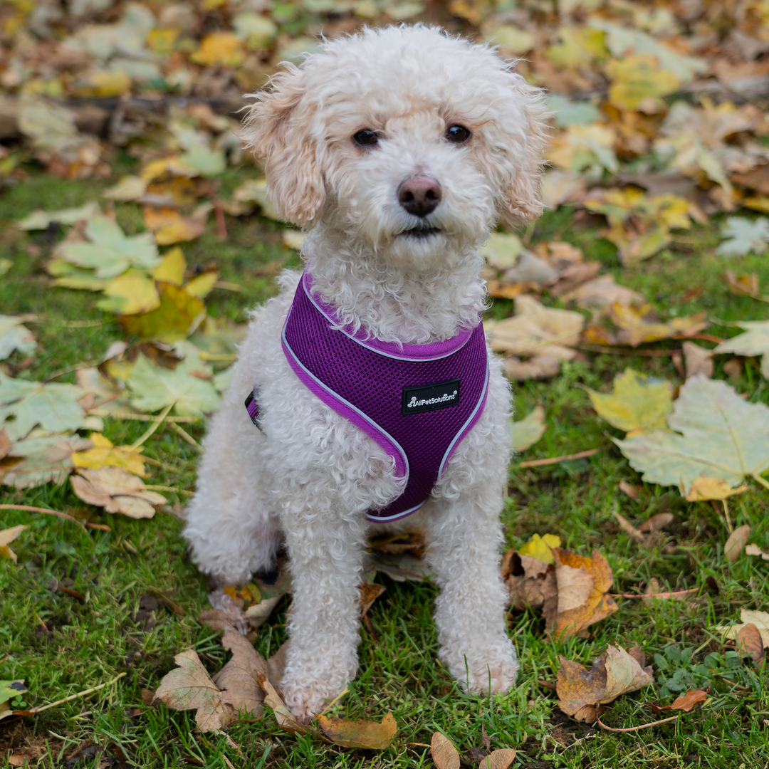 Dog Harness with Reflective Strip in Purple S/M/L/XL