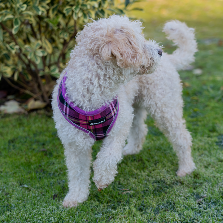 Dog Harness with Reflective Strip in Purple Tartan S/M/L