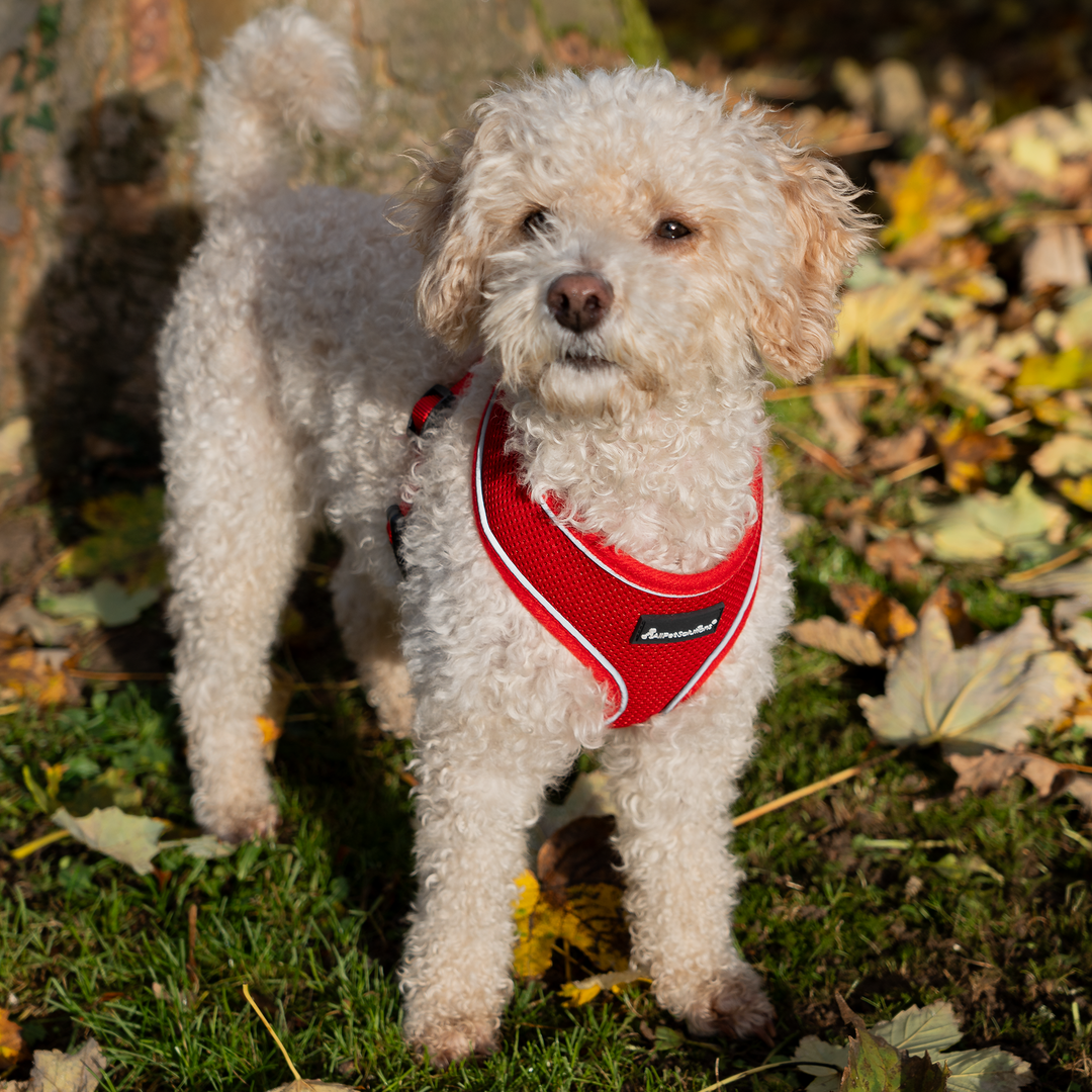 Dog Harness with Reflective Strip in Red S/M/L