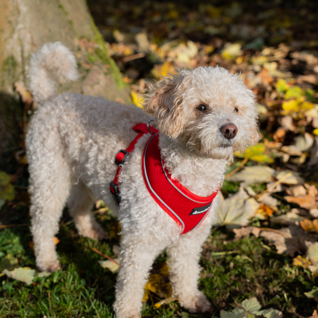 Dog Harness with Reflective Strip in Red S/M/L