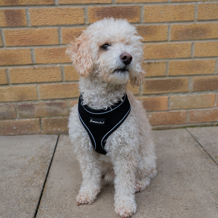 Dog Harness with Reflective Strip in Black S/M/L/XL