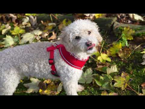 Dog Harness with Reflective Strip in Red S/M/L