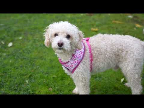 Dog Harness with Reflective Strip Pink - S/M/L