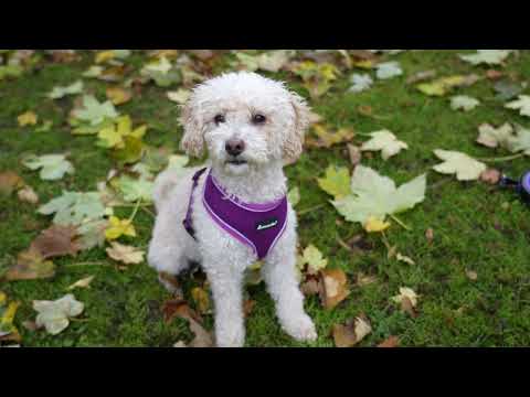 Dog Harness with Reflective Strip in Purple S/M/L/XL