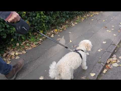 Retractable Dog Lead - Black 8M - 50KG