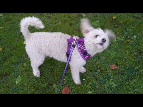 Dog Harness with Reflective Strip in Purple Tartan S/M/L