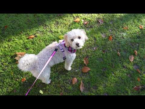 Dog Harness with Reflective Strip in Pink Tartan S/M/L