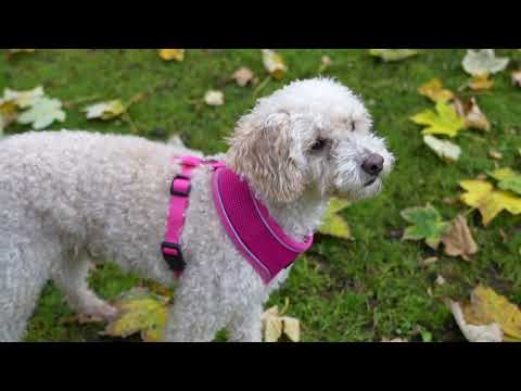 Dog Harness with Reflective Strip in Pink S/M/L/XL