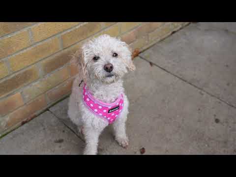 Dog Reflective Harness - Pink Polka Dot S/M/L