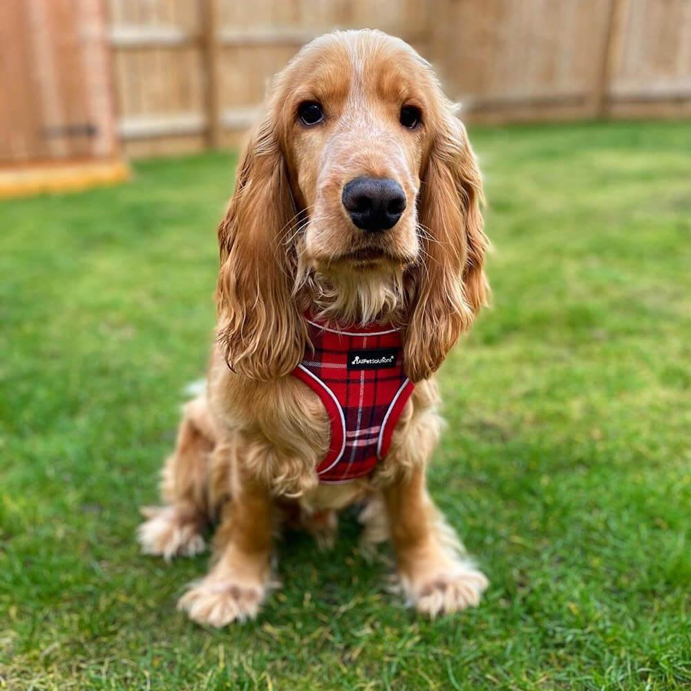Veselka Tartan Small Dog Harness With Matching Leash and Collar